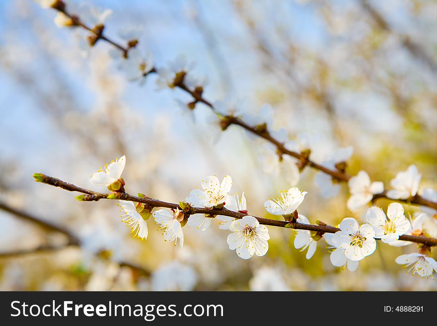 Flowers Of Spring