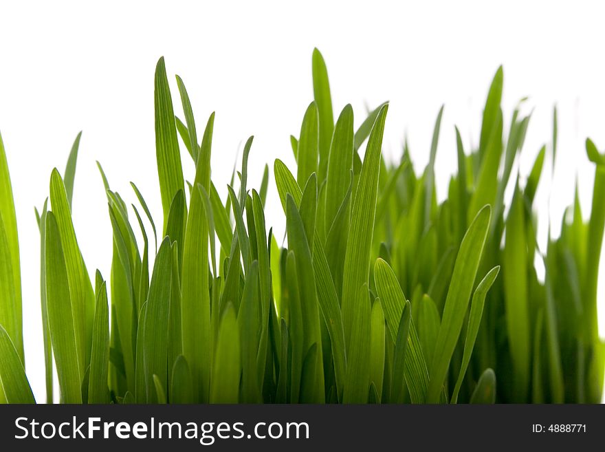 Fresh green spring grass on white. Fresh green spring grass on white