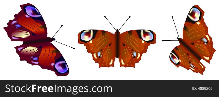 Multicolored butterflies on white backgrounds