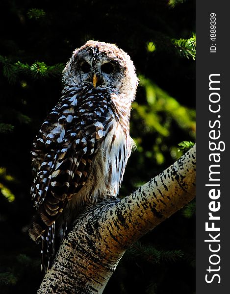 Barred owl on the log with fir as background
