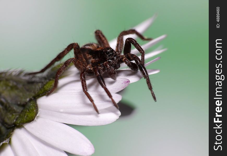 This is a little wolfspider. Only 2cm long, but very fast and very difficult to make a picture of it. This is a little wolfspider. Only 2cm long, but very fast and very difficult to make a picture of it.