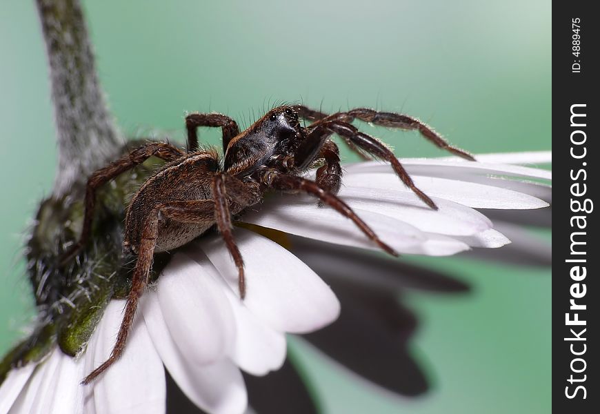 This is a little wolfspider. Only 2cm long, but very fast and very difficult to make a picture of it. I like the combination spider / flower. This is a little wolfspider. Only 2cm long, but very fast and very difficult to make a picture of it. I like the combination spider / flower.