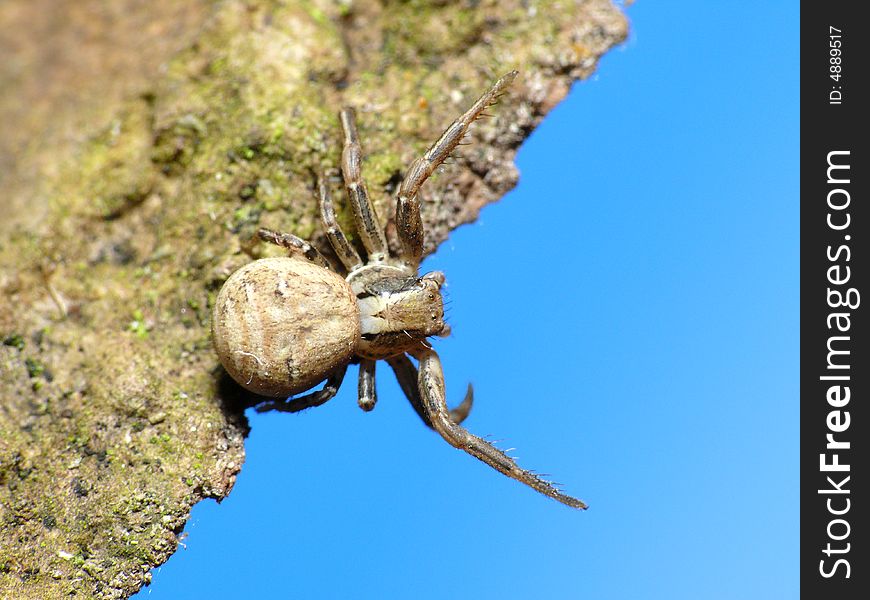 This is a krab spider. It wil wait for a little fly passing by so that he can eat it. This is a krab spider. It wil wait for a little fly passing by so that he can eat it.