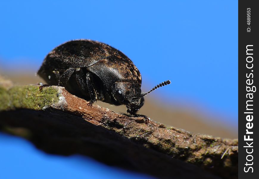 This beautiful beetle was climbing a piece of wood. Together with the blue background it makes a nice picture I think.