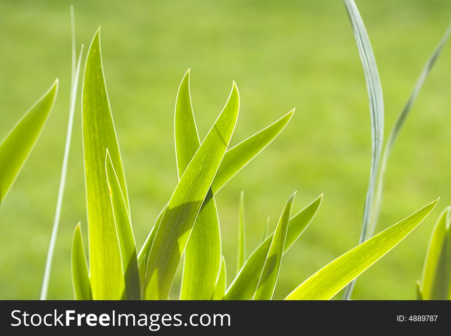 Sharp green leaves in front of a lawn of grass