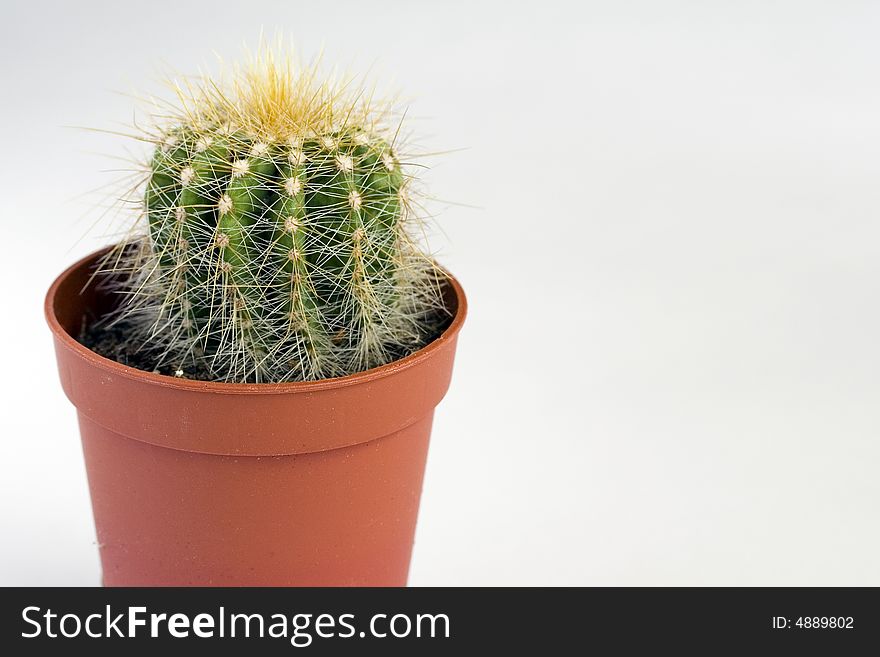 Small cactus in a brown pot