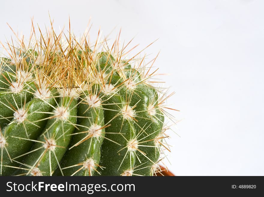 Close up of a cactus