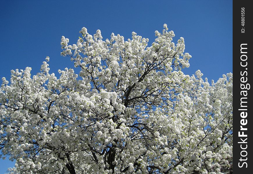 Prunus yedoensis (white cherry blossom), Charlottesville, Virginia. Spring of 2010.