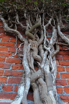 Root Of The Tree. The Roots Of The Tree Were For A Royalty Free Stock Photo