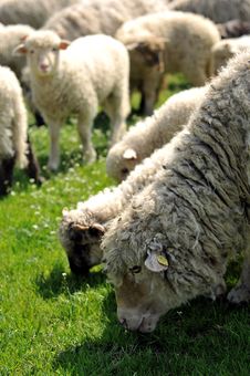 Sheep Grazing Stock Images