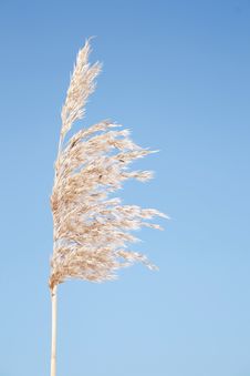 Reed Royalty Free Stock Photography