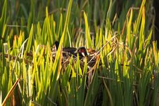 Moorhen On The Nest Stock Photography