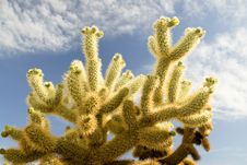 Cholla Cactus Stock Photography
