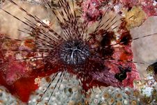 Long-spined Urchin (Diadema Antilarum) Stock Photos Long-spined Urchin (Diadema Antilarum) Stock Photos