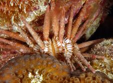 Slate Pencil Urchin Royalty Free Stock Images Slate Pencil Urchin Royalty Free Stock Images