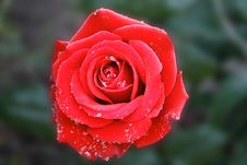 Perfect Red Rose Royalty Free Stock Photography Perfect Red Rose Royalty Free Stock Photography