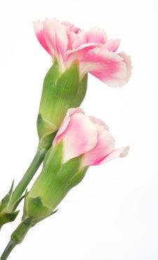 Carnation Stock Image