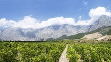 Vineyard Panorama Stock Photos Vineyard Panorama Stock Photos