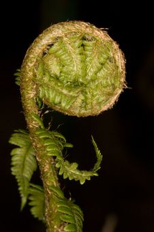 Fern Detail Stock Photos Fern Detail Stock Photos