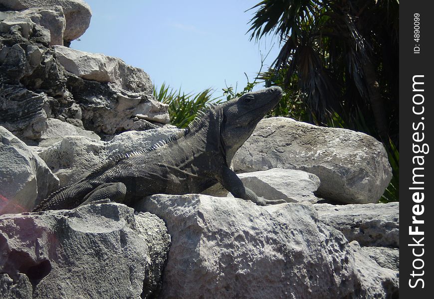 A nice iguana sunbathing in Tulum, Mexico. A nice iguana sunbathing in Tulum, Mexico