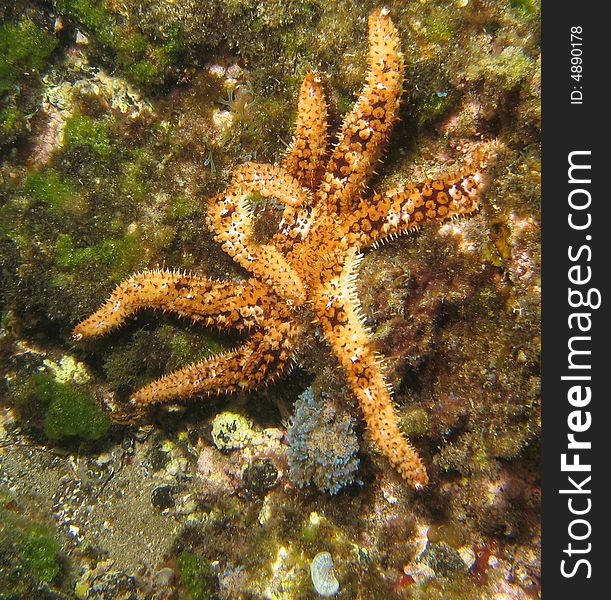 Starfish on sea bed in Gozo, malta