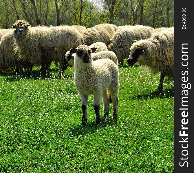 Sheep flock grazing in grassy field. Sheep flock grazing in grassy field