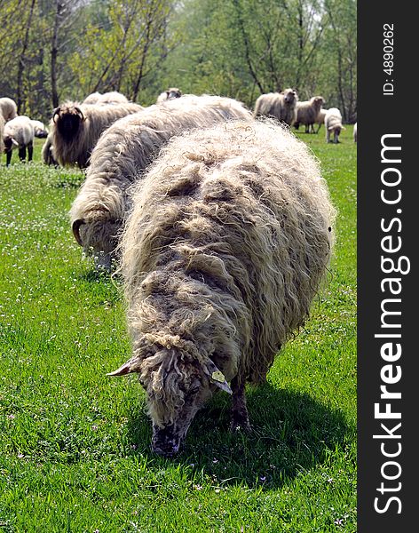 Sheep flock grazing in grassy field. Sheep flock grazing in grassy field