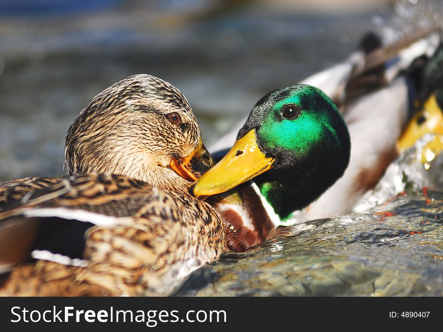 A couple beautiful duck dancing on the water. A couple beautiful duck dancing on the water