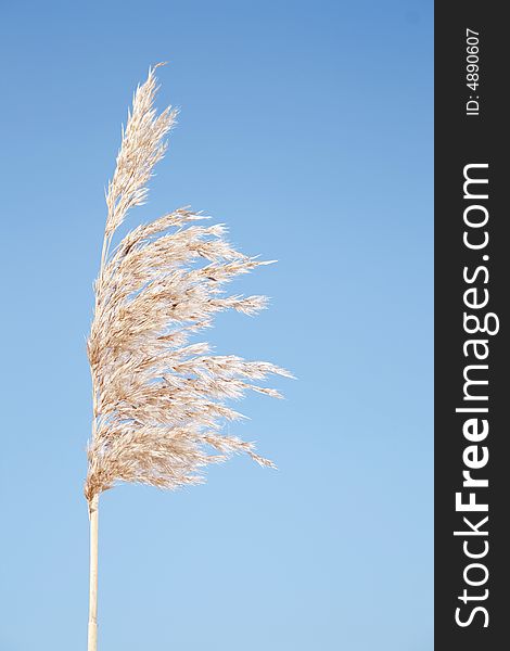 He ripened ear of reed on background of the blue sky