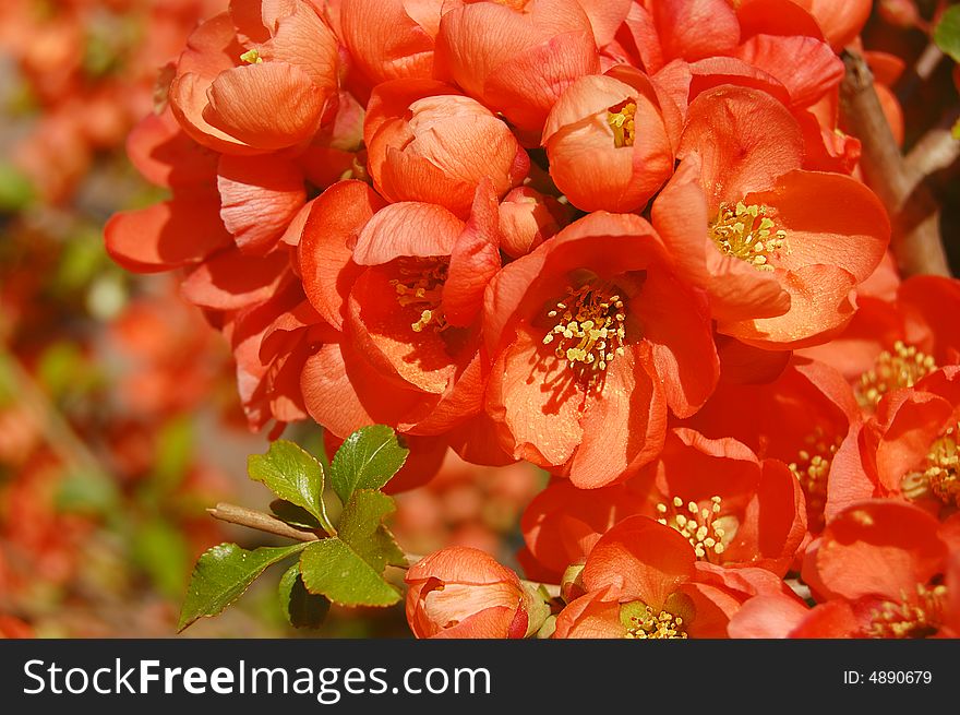 Branch of pink orange quince blooming