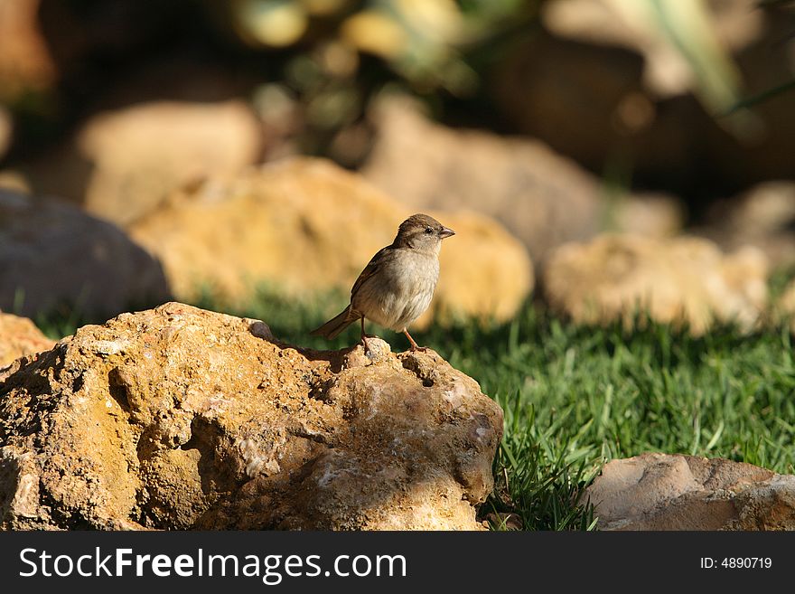 Sparrow sitting on a rock