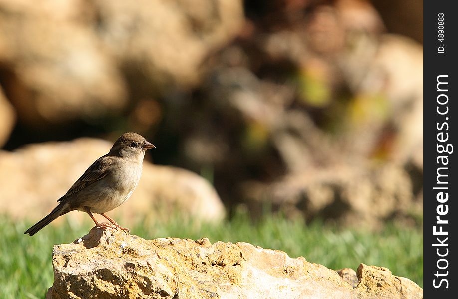 Sparrow sitting on a rock