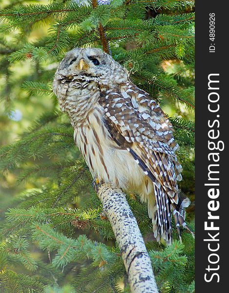 Barred owl on the log with fir as background