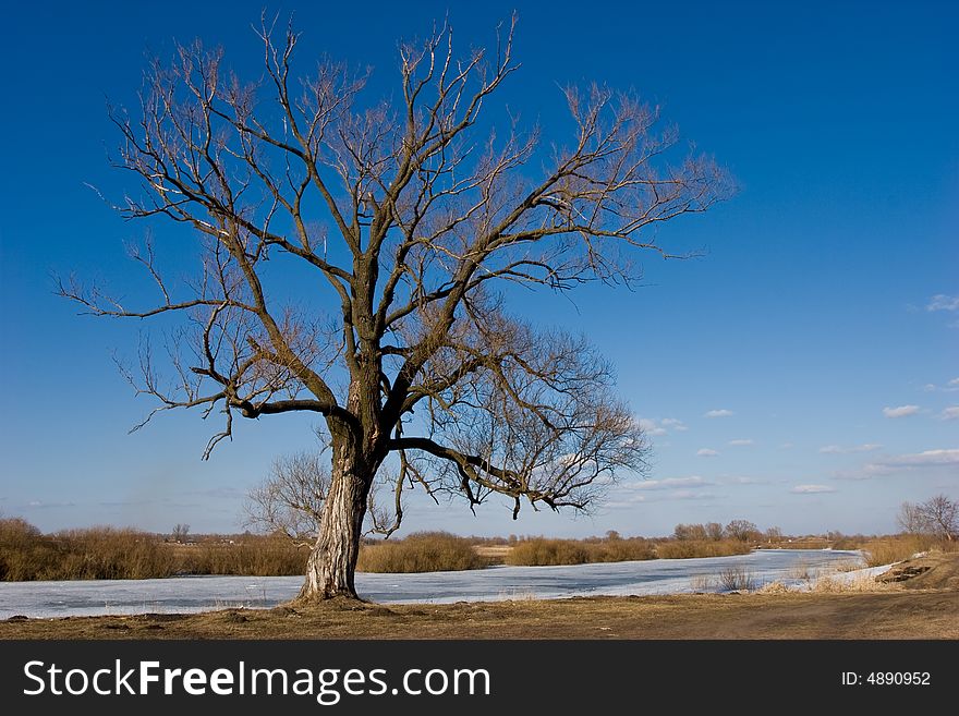 Landscape with tree