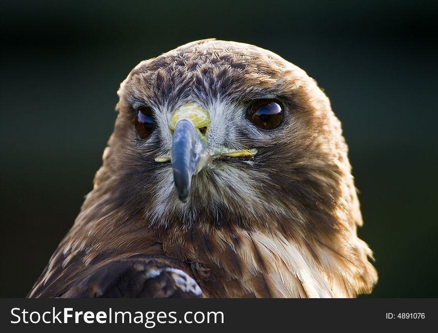 Head study Of a captive north american red tailed hawk