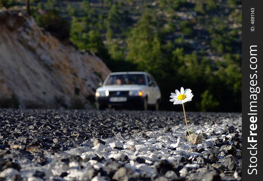 Daisy  that blooming on roadway. Daisy  that blooming on roadway