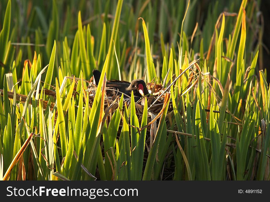 Moorhen on the nest