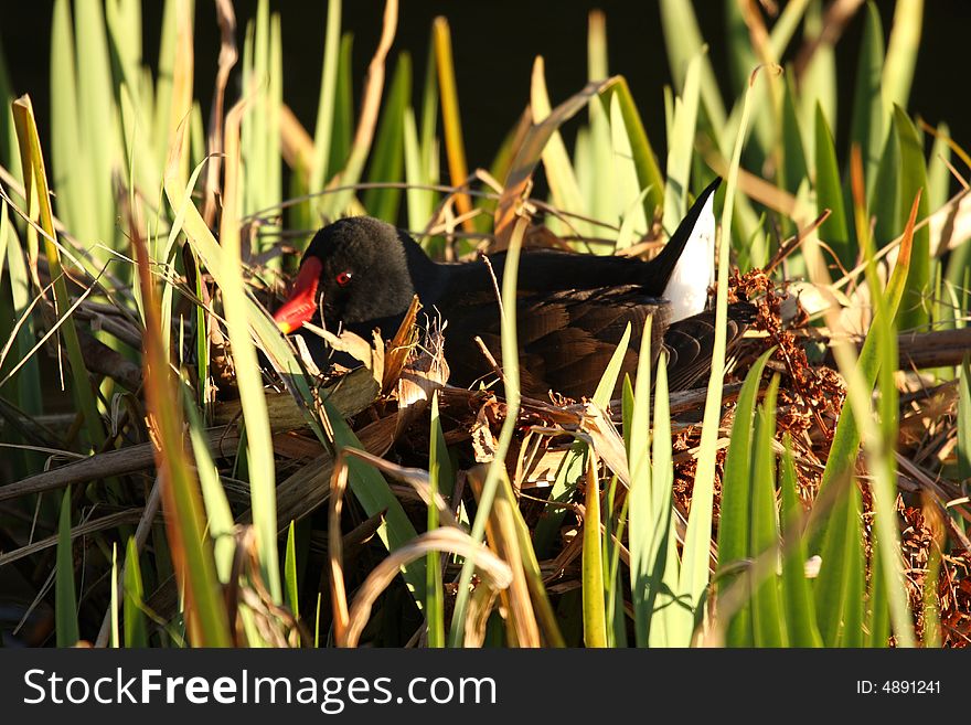 Moorhen On The Nest