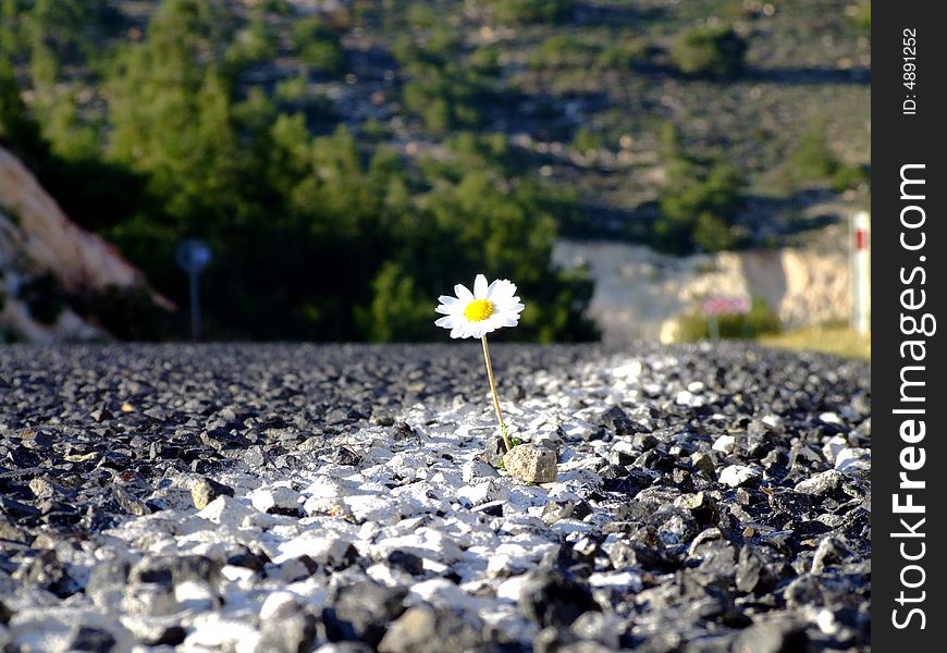 Daisy  that blooming on roadway. Daisy  that blooming on roadway