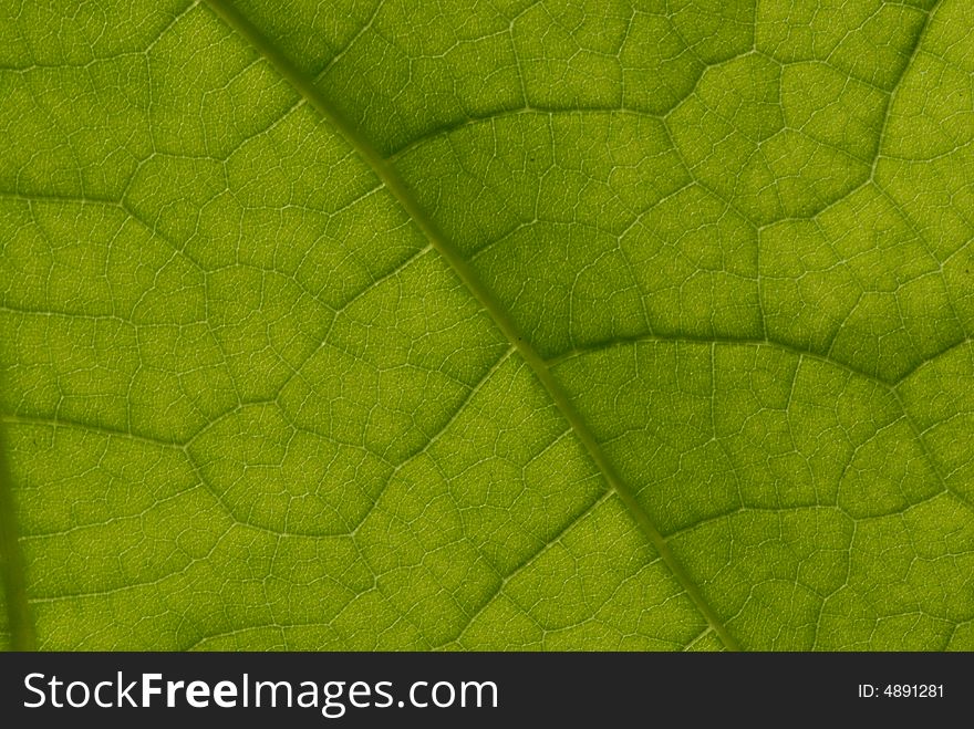 A Tree Leaf