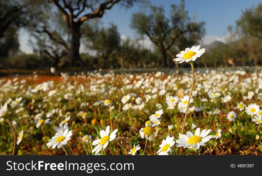 Image shows a white daisy field photographed during spring from a low position. One daisy is seen above the rest.