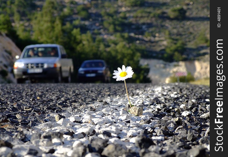 Daisy On Road