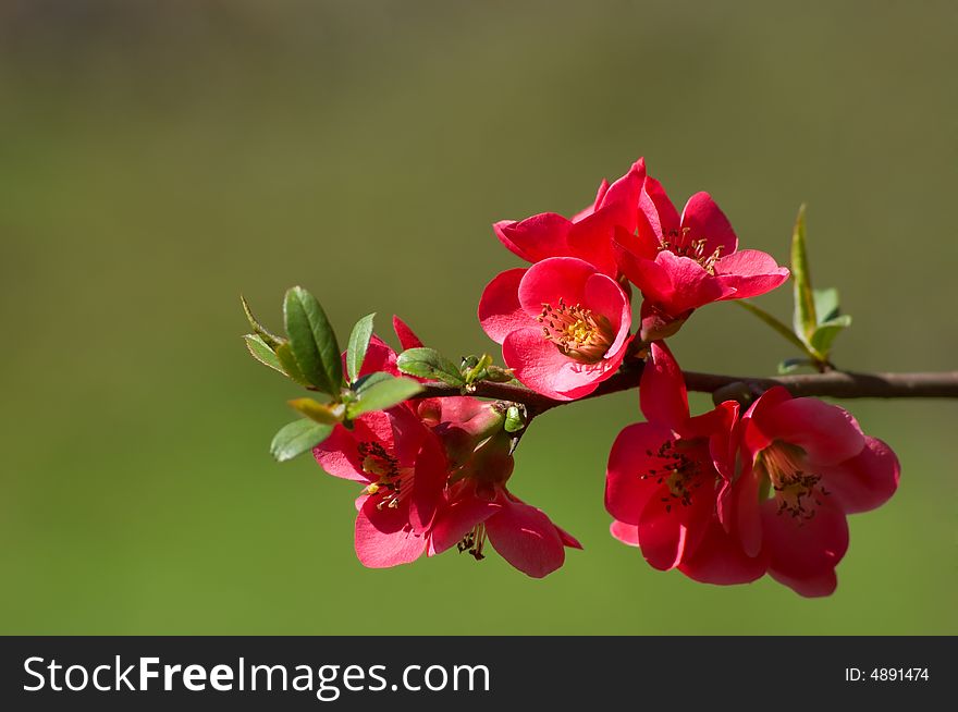 Red blossoms on the branch of japanese quince tree. Red blossoms on the branch of japanese quince tree