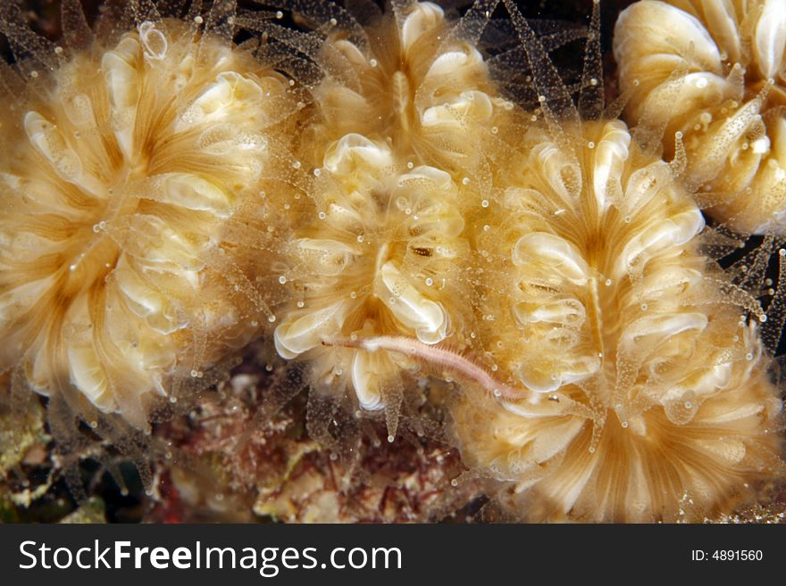 Smooth Flower Coral (Eusmilia fastigiata) at night with extended polyps feeding