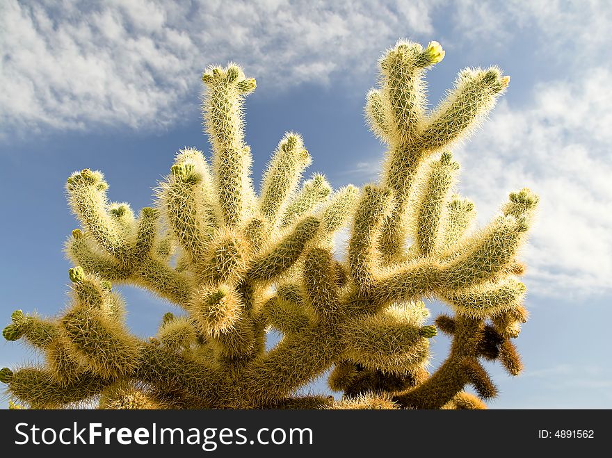 Cholla Cactus, often called jumping cholla for its tendency to attach itself to the unwary.