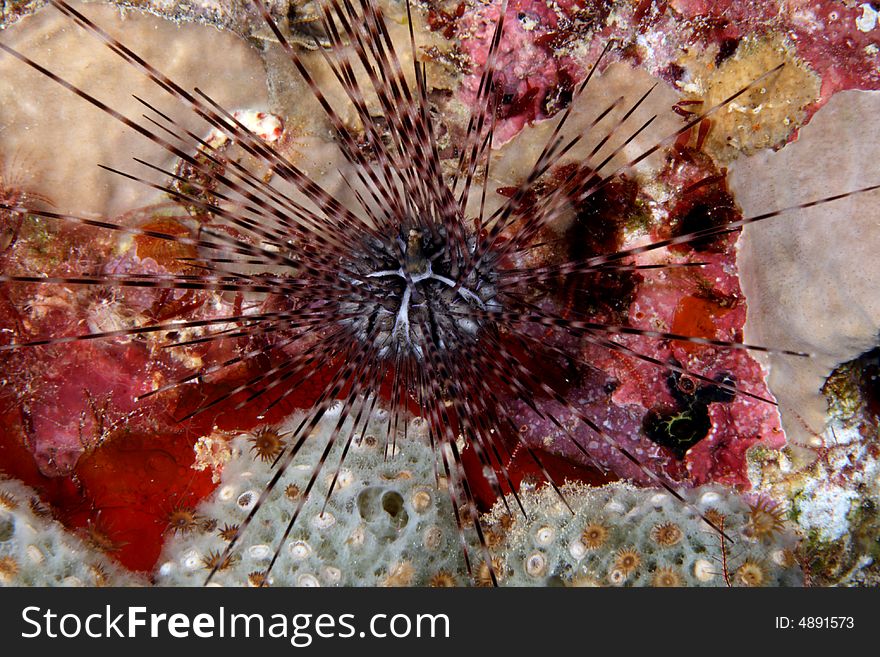 Long-spined urchin (Diadema antilarum) at night on reef feeding