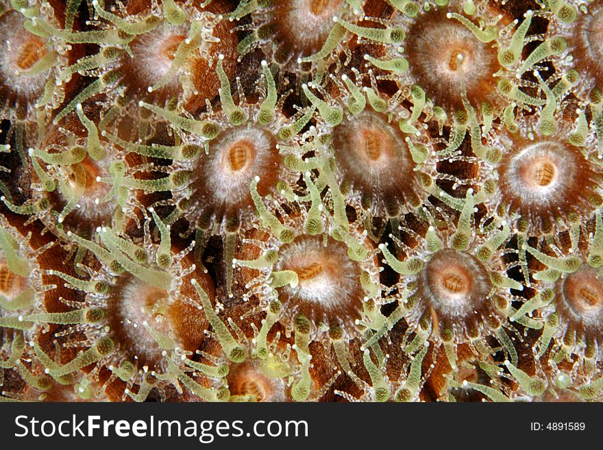 Smooth Flower Coral (Eusmilia fastigiata)extned polyps at night feeding