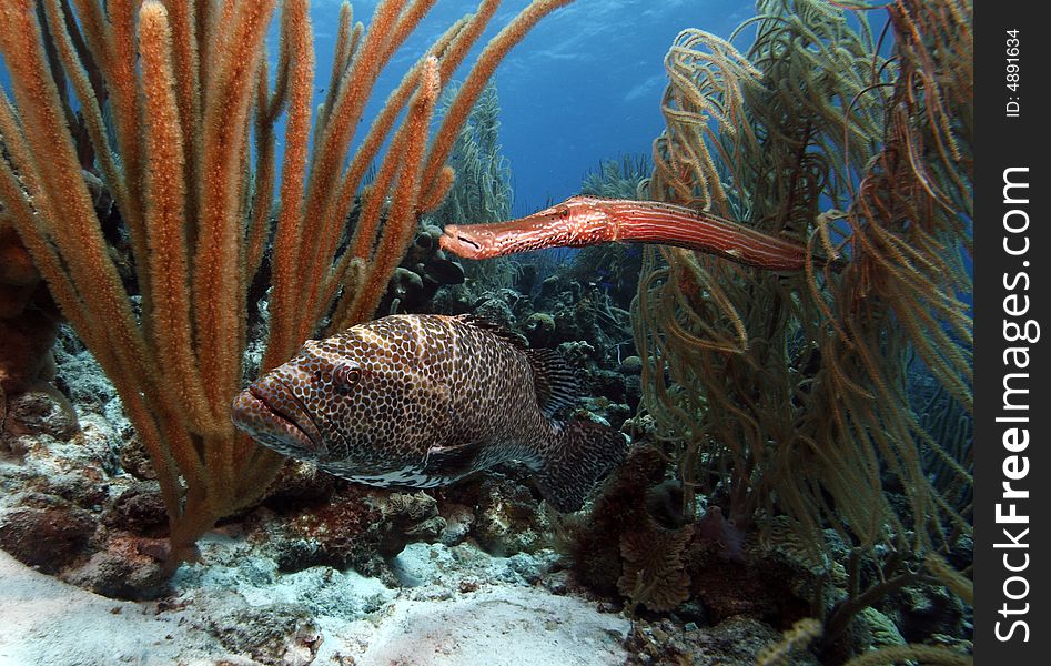 Tiger grouper & trumpet fish feeding together on reef