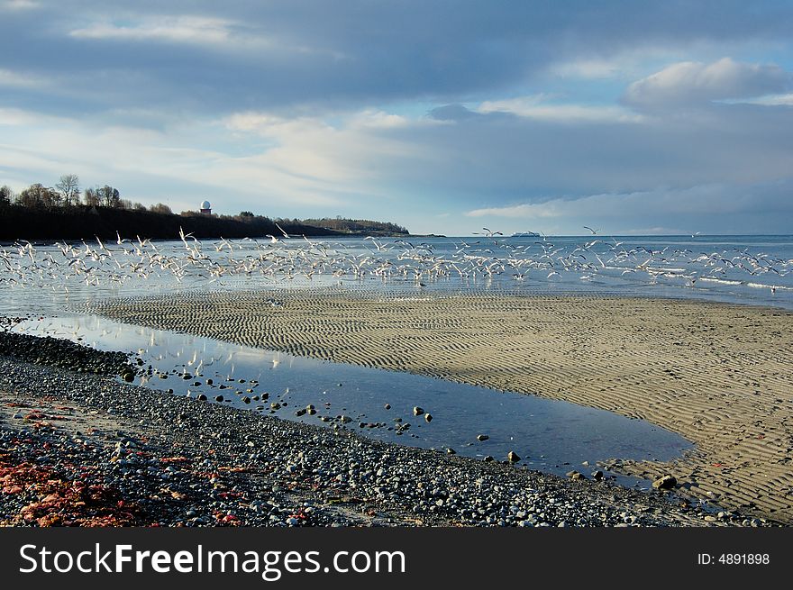 Gulls On The Seaside