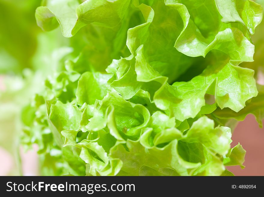 List of green salad close-up